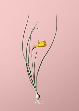Daffodil Flower on Pink