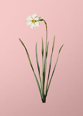 Narcissus Poeticus on Pink