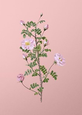 Pink Scotch Briar Rose