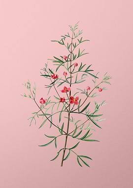 Red Flower Illustration