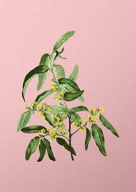 Vintage Botanical on Pink