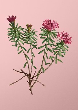 Red Flower Illustration