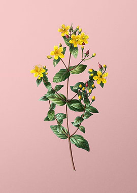 Yellow Flowers on Pink