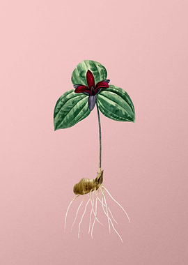 Vintage Tri Flower on Pink