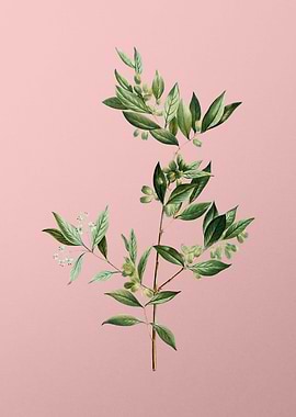 Antique Botanical on Pink