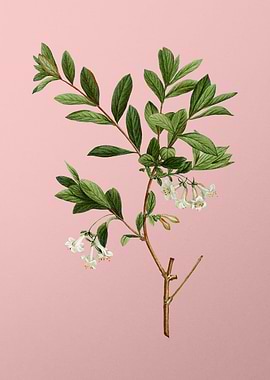 White Flower Blanc Pink