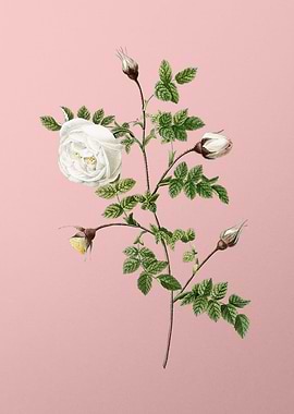 Silver Flower Hispid Rose