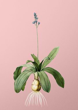 Scilla Lilio Hyacinthus