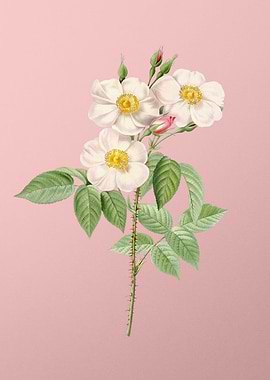 Rose of Castile on Pink