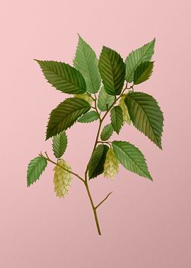 Vintage Botanical on Pink