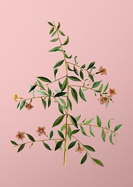 Yellow Flowers on Pink