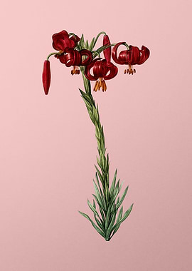 Vintage Lily on Pink