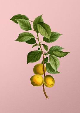Vintage Fruit on Pink