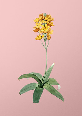 Vintage Sun Star on Pink