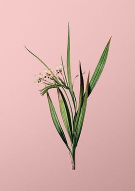 White Baboon Root on Pink