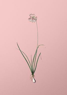 Nodding Onion on Pink