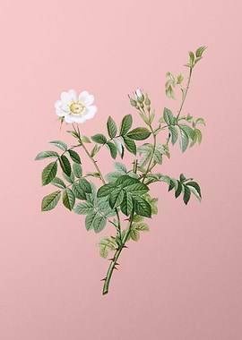 White Downy Rose on Pink