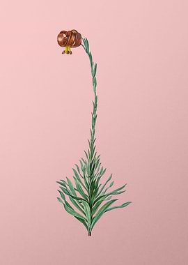 Scarlet Martagon Lily