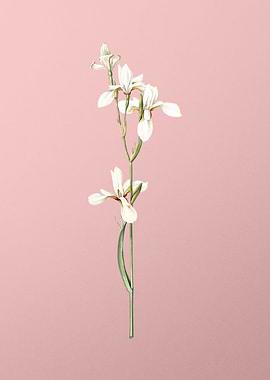 Siberian Iris on Pink