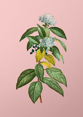 Vintage Blue Flower Pink