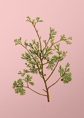 Vintage Botanical on Pink