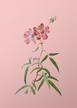 Peach Leaved Rose on Pink