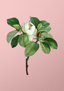 White Flower on Pink