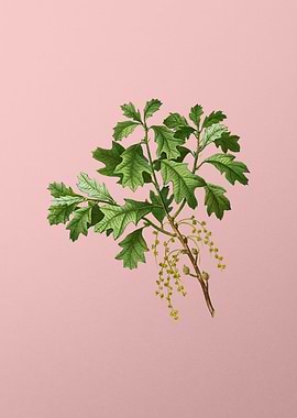 Vintage Botanical on Pink