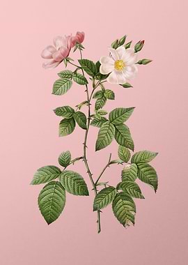 Red Bramble Leaved Rose