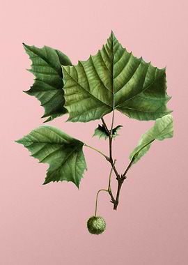 Vintage Botanical on Pink