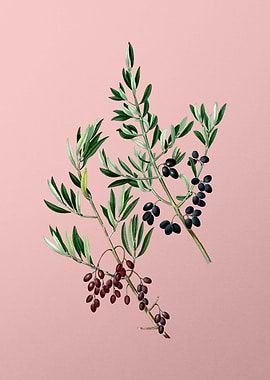 Vintage Fruit on Pink