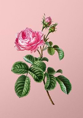 Scarlet Flowers on Pink