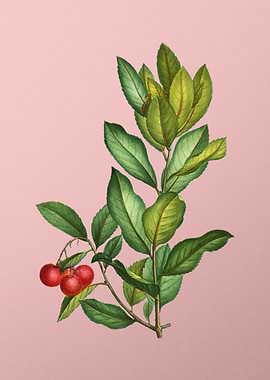 Vintage Fruit on Pink