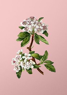 White Flowers on Pink