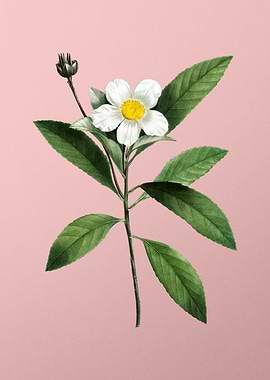 White Flower on Pink