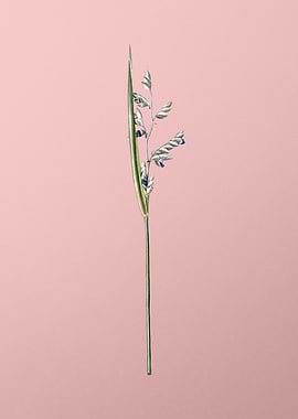 Powdery Alligator Flag