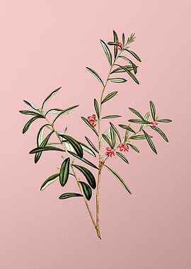 Red Flower Illustration