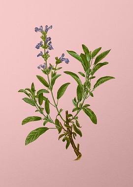 Vintage Violet Flower Pink