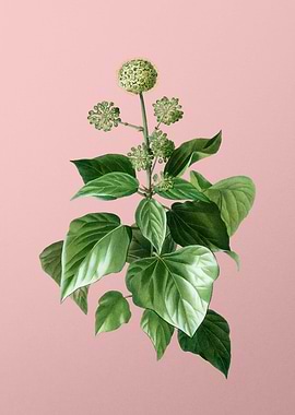 Antique Botanical on Pink