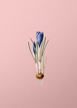 Spring Crocus on Pink