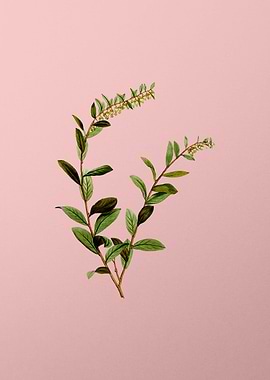 Vintage Botanical on Pink