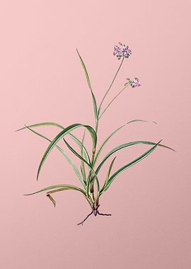 Vintage Spiderwort on Pink