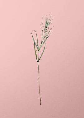 Siberian Solomons Seal