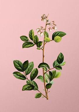 White Flowers on Pink