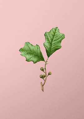 Vintage Botanical on Pink