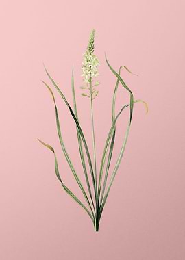 Wild Asparagus on Pink
