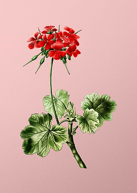 Red and Pink Flowers