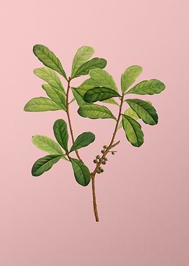 Vintage Floral on Pink