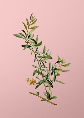 Vintage Botanical on Pink