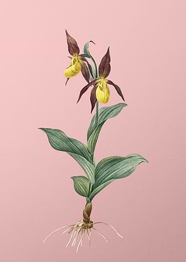 Ladys Slipper Orchid